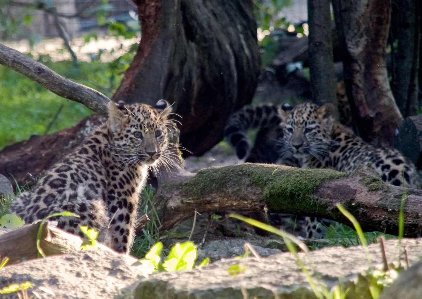 Amuuri leopardi kutsikad Tallinna loomaaias.