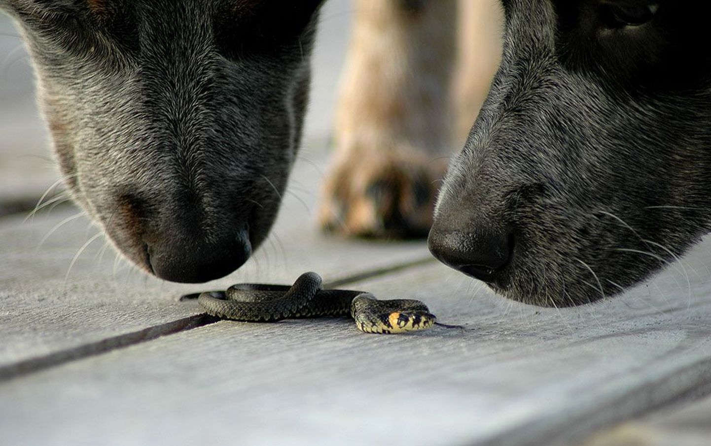 Vaskuss ja nastik koerale ohtlikud pole, küll aga on ohtlik rästiku salvamine. Pildil Austraalia karjakoerad Agnes ja Dusha nastikupoega nuusutamas.