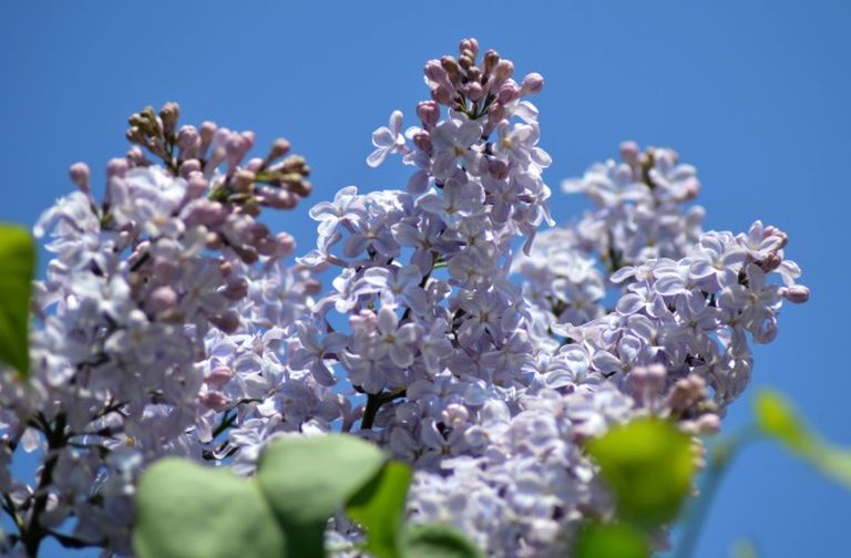 Сирень в знаменитом саду в Добеле цветет целый месяц