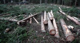 Linda-Mari Väli: ministeerium kiirendab uue seadusega metsade hävinemist