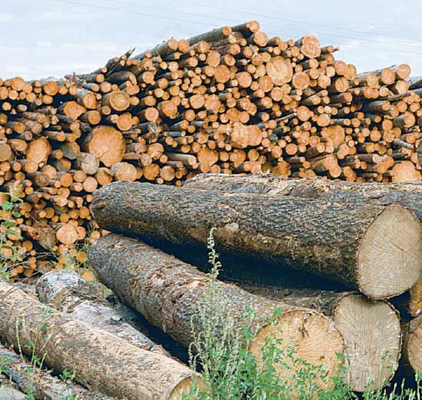 Novembris võrdluses kasvas ka puidu ja puittoodete eksport.