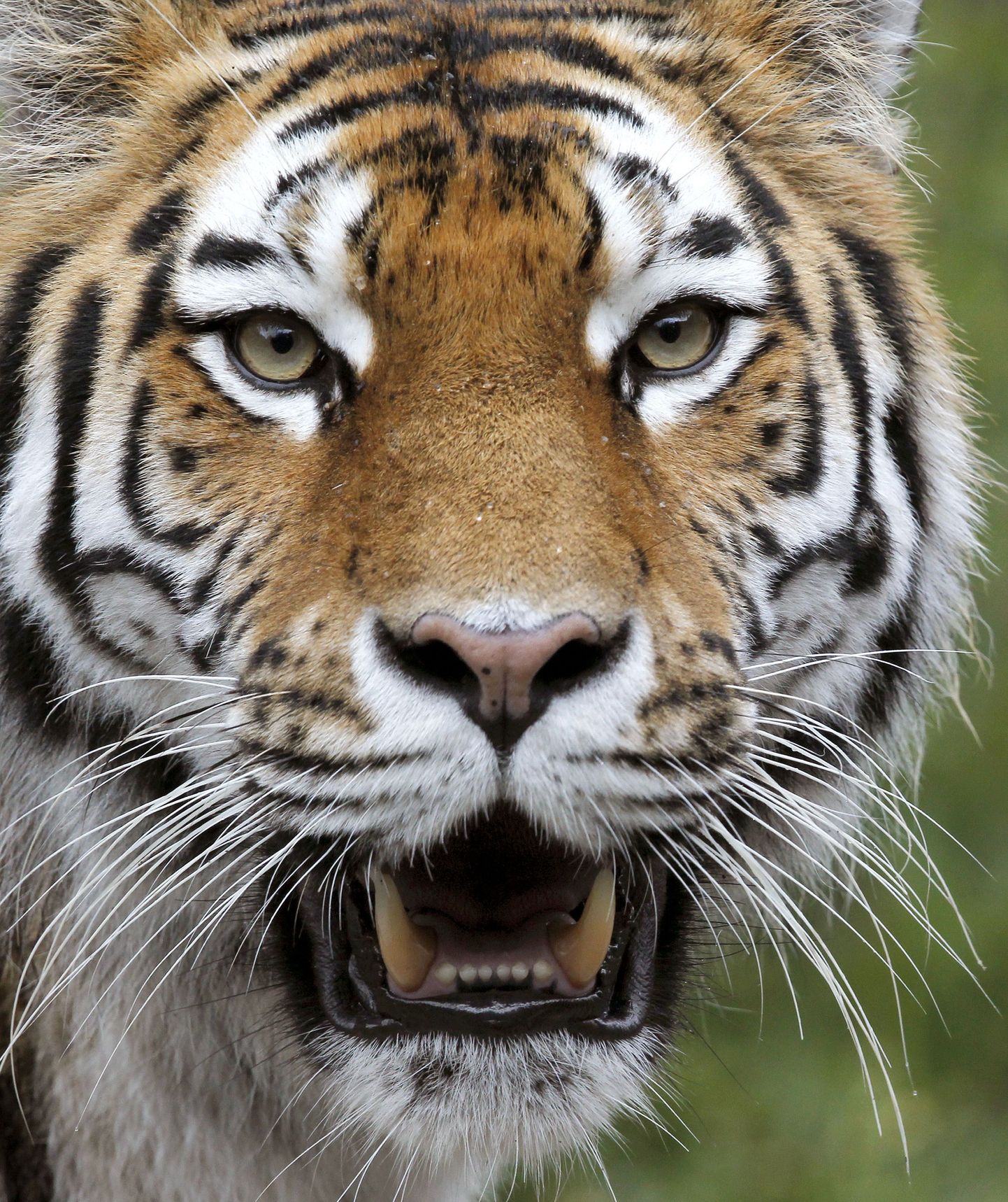 Venemaal tekitas tiiger kolmeaastasele poisile raskeid kehavigastusi