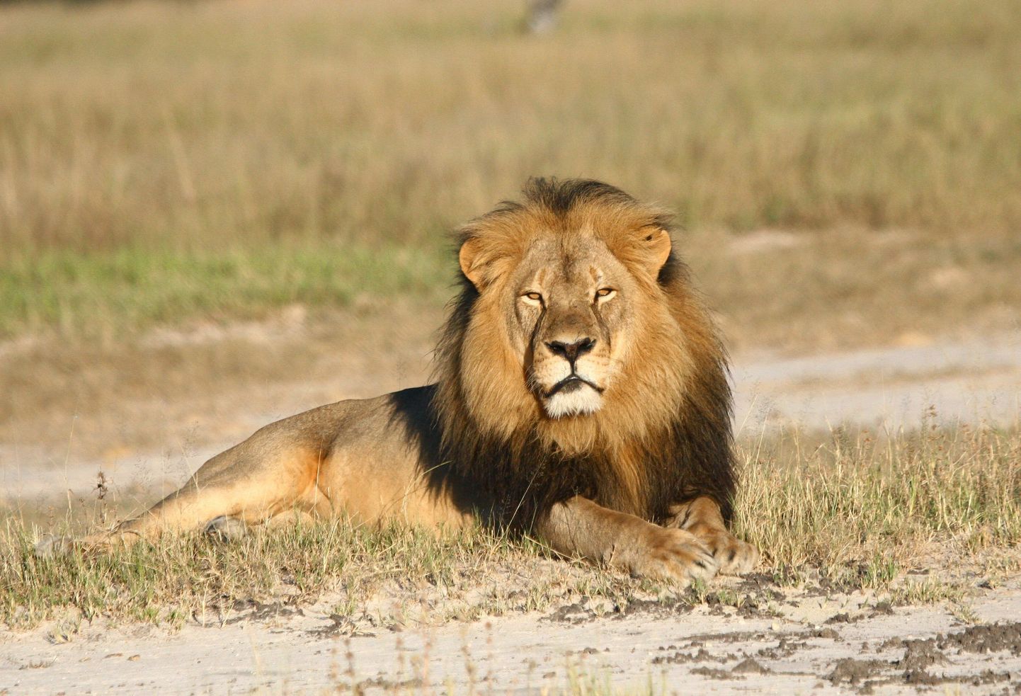 Lõvi Cecil.