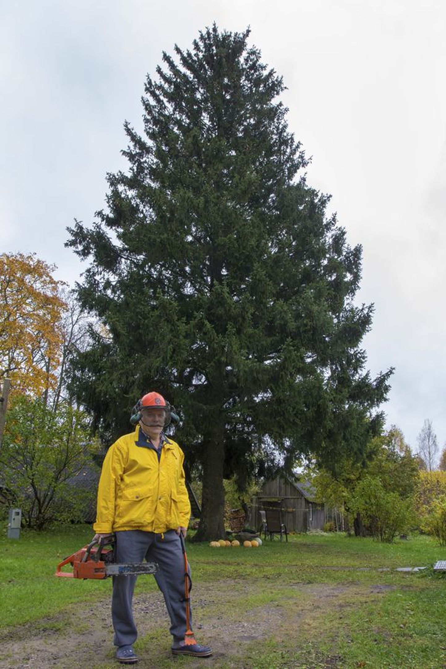Kuuse omanik Lembit Lahesalu on puude langetamisega tuttav. Ta tähendas, et kui vaja, võib ta ka ise kuuse maha võtta ja linna viia.