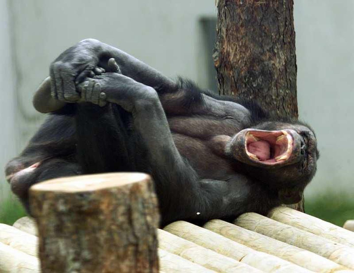 Inimestel läheb igavus üle paari-kolmne tunniga. Pildil Tallinna loomaaias igavusest haigutav šimpans.
