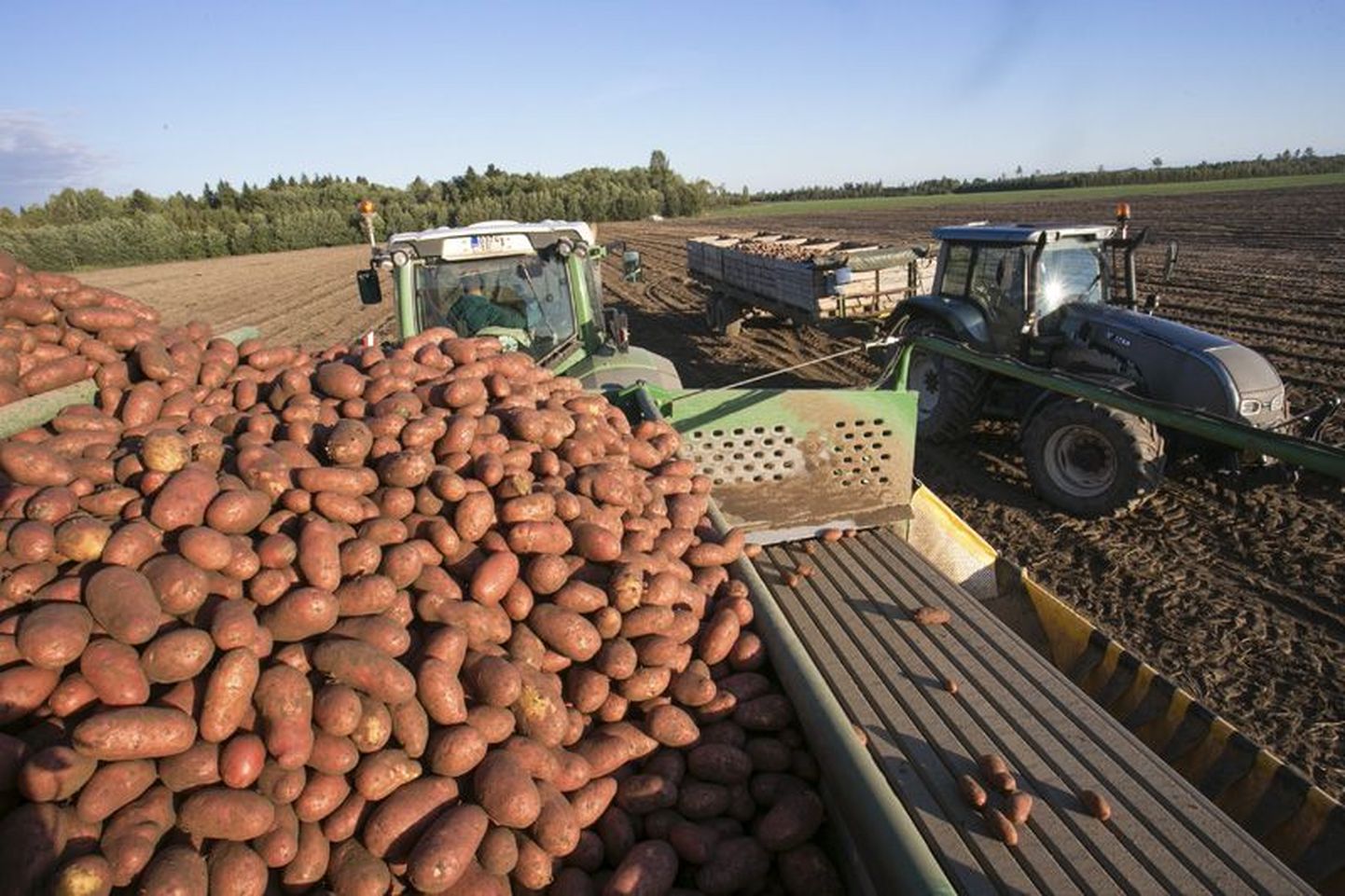 Traktori käru peale mahub korraga 
10 kasti, millest igaühes terve tonn kartuleid.