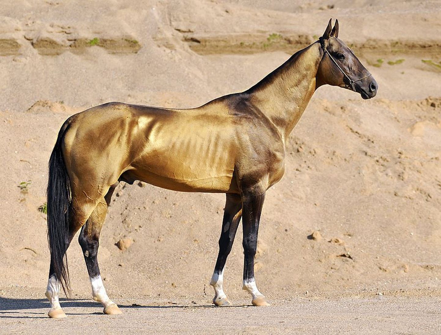 Ahhal-Tekiini hobune on iidsetele Turkomani hobustele lähim tänapäevane hobusetõug.
