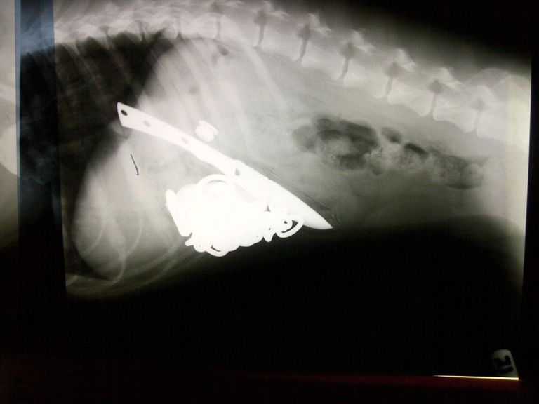 Röntgenipildilt pole kõiki asju näha, kuid väidetavalt opereeriti selle koera kõhust välja nuga, metallist kett, tühi suitsupakk ja tühi kreemituub. Foto: Veterinary Practice News / Caters News