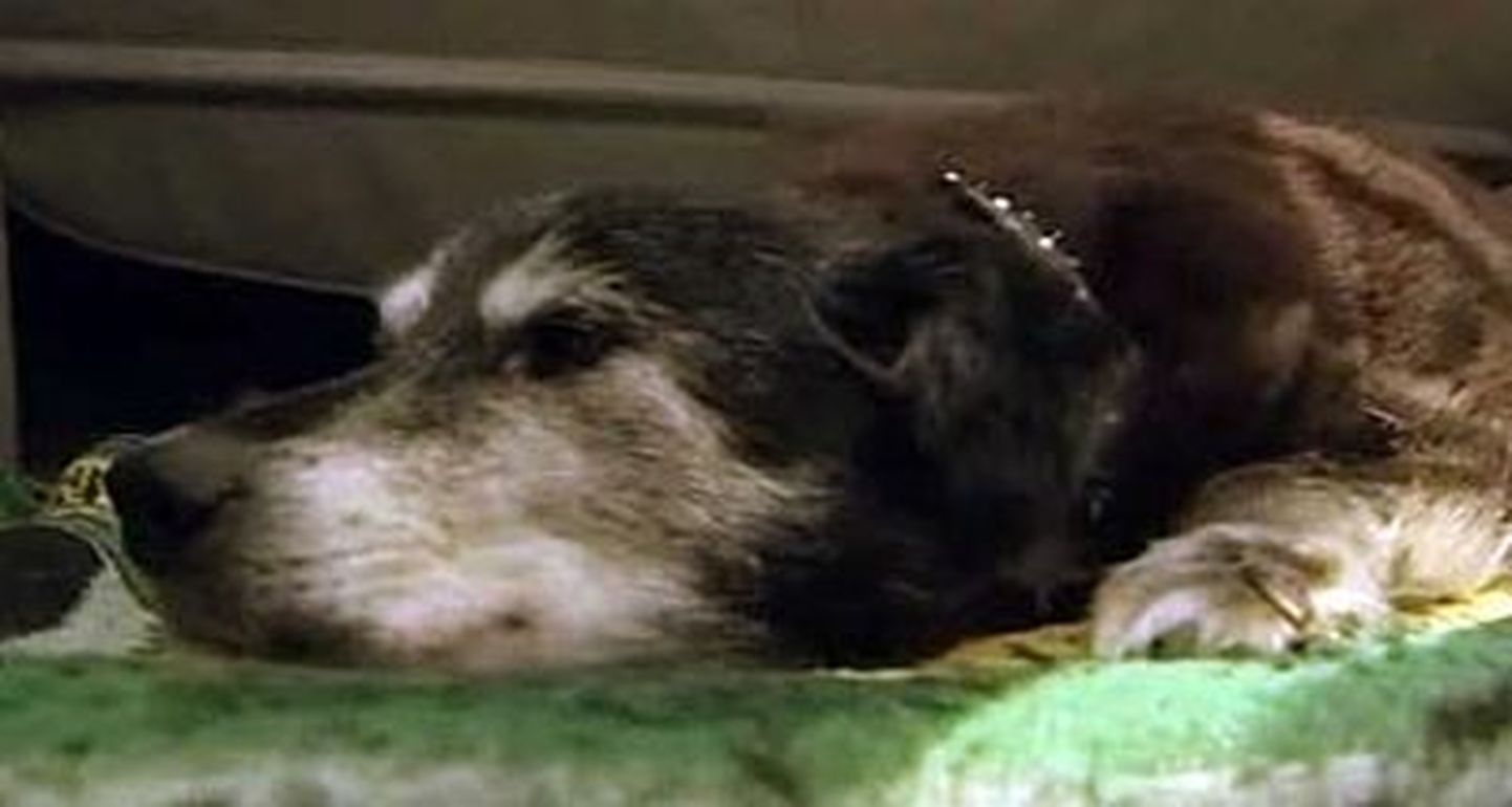 Inglase David Richardsoni sõnul on ta labradori retriiver Bella maailma vanim koer