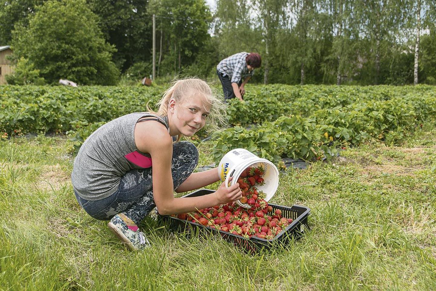 Teist päeva nopib koos emaga Hiiekivi maasikapõllul marju 14aastane Maire Nuut.