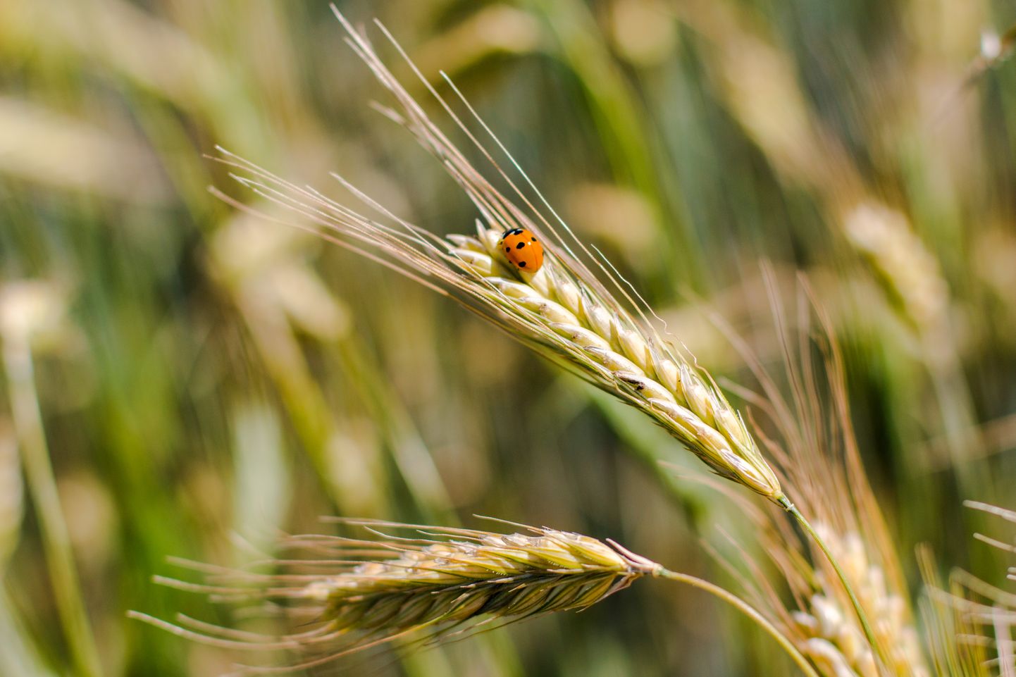 Mahepõllumajanduse registri andmetel oli 2017. aasta lõpuks mahepõllumajanduse registrisse kantud 1888 mahetootjat, kellel on kokku ligi 200 000 hektarit mahepõllumajandusmaad - ligi 20 protsenti Eesti põllumajandusmaast on mahepõllumajanduslik.