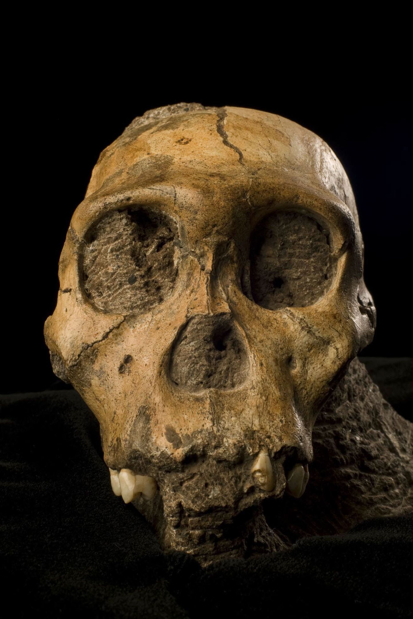 Australopithecus sediba kolju