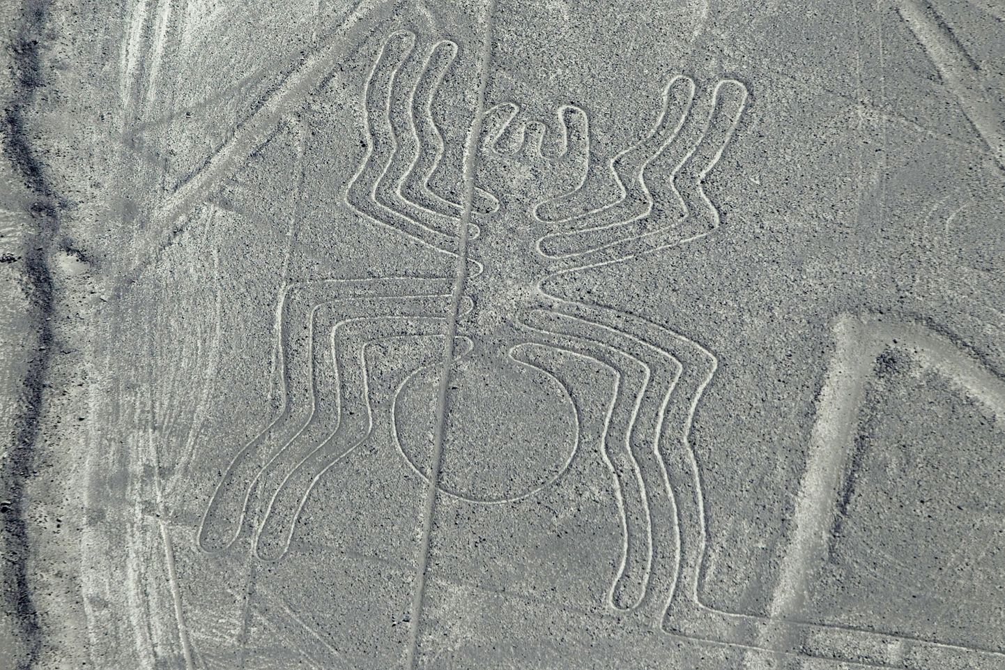 Nazca joonis - ämblik