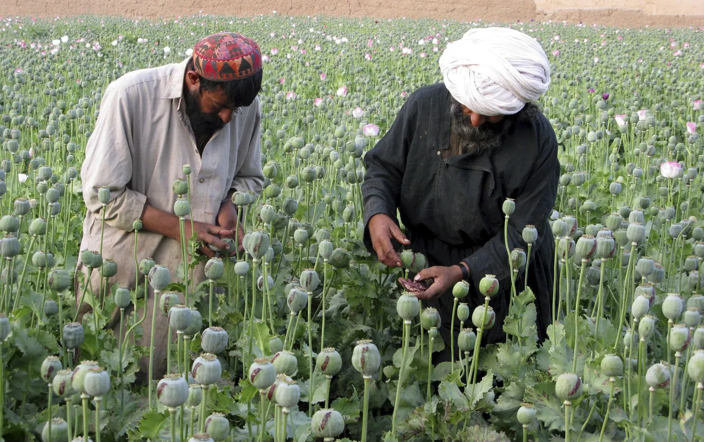 Unimaguna põld Afganistanis. Oopium on unimaguna valmimata kupardest saadav kuivatatud piimmahl
