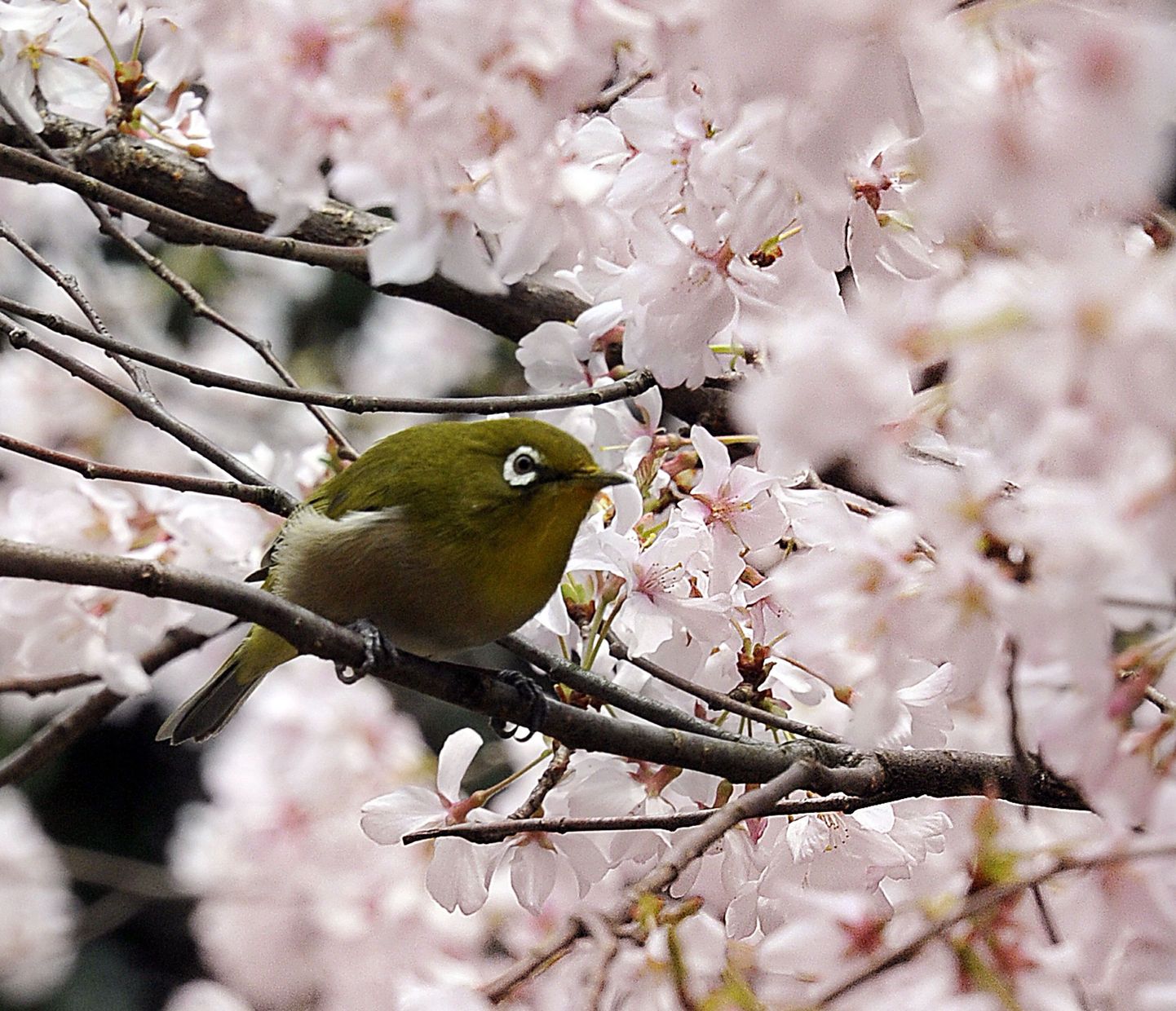 Lind õitsval kirsipuul