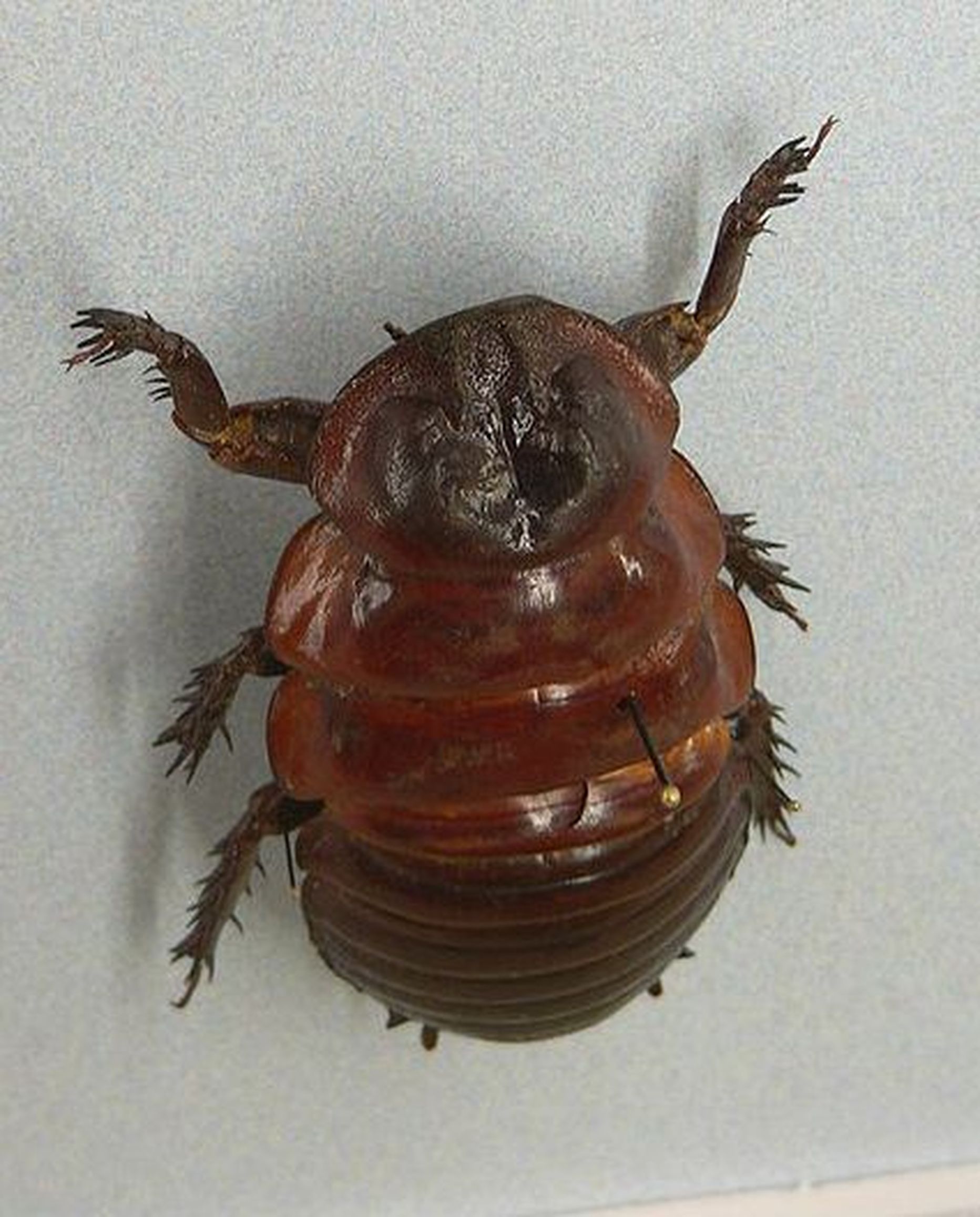 Macropanesthia rhinoceros