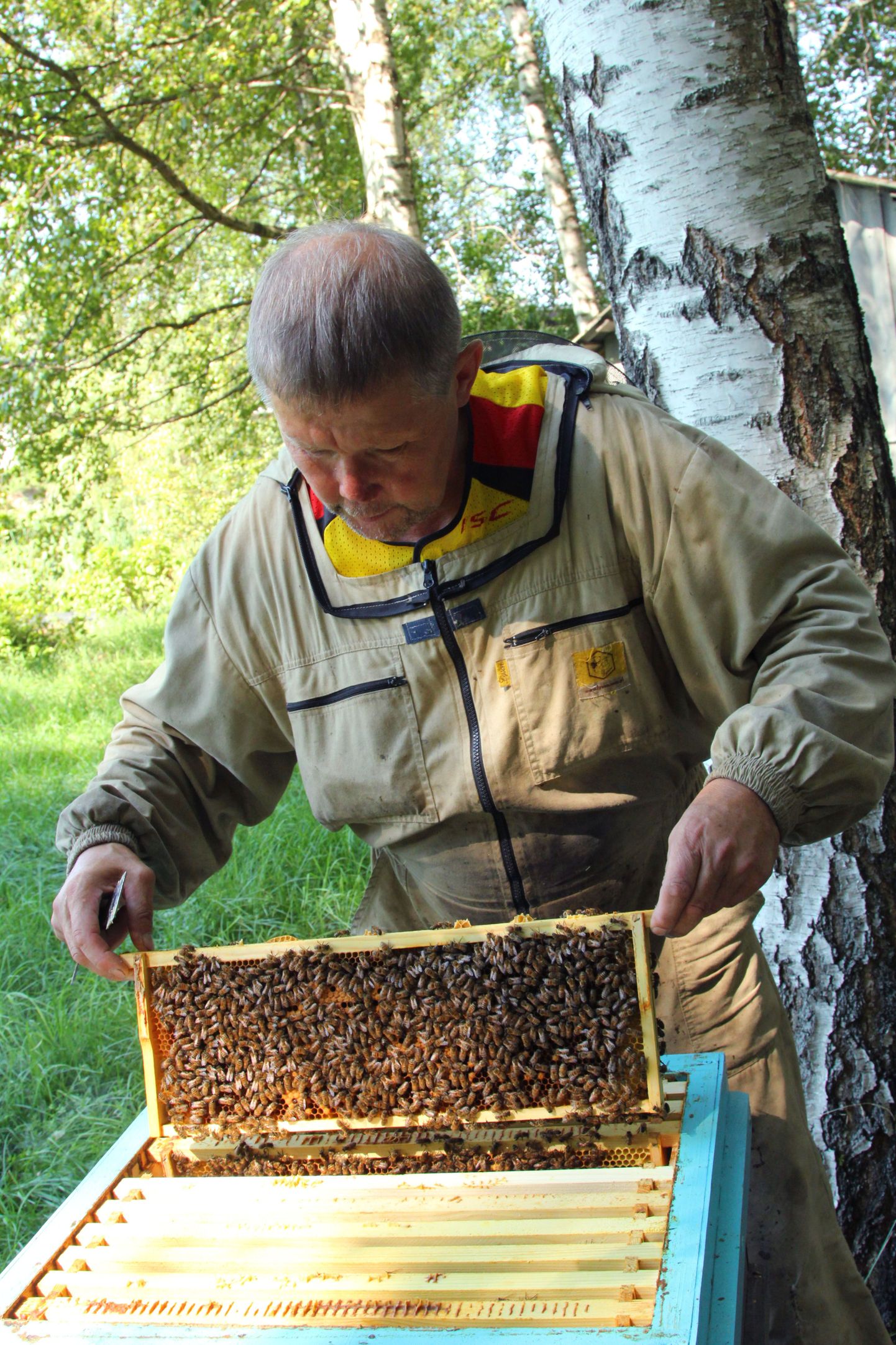 Otepääl ja Põlvamaal mesilasi pidav Ants Orasson loodab pere kohta sel aastal saada 50 kilo mett. Tema hinnangul jääb Lõuna-Eesti meesaak põhjapoolsetele aladele tänavu siiski alla.