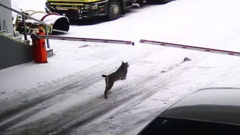 ����: rus.postimees.ee