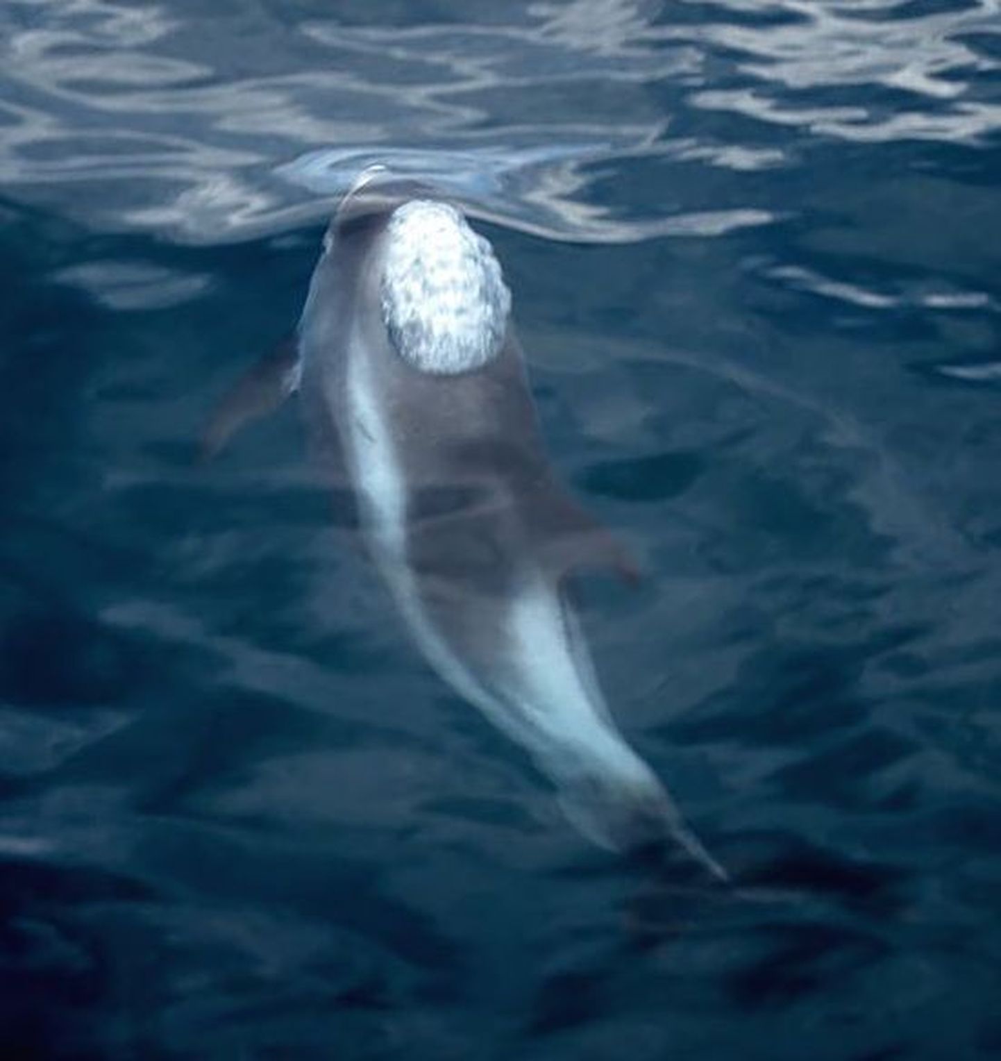 Lagenorhynchus albirostris delfiin hingamas