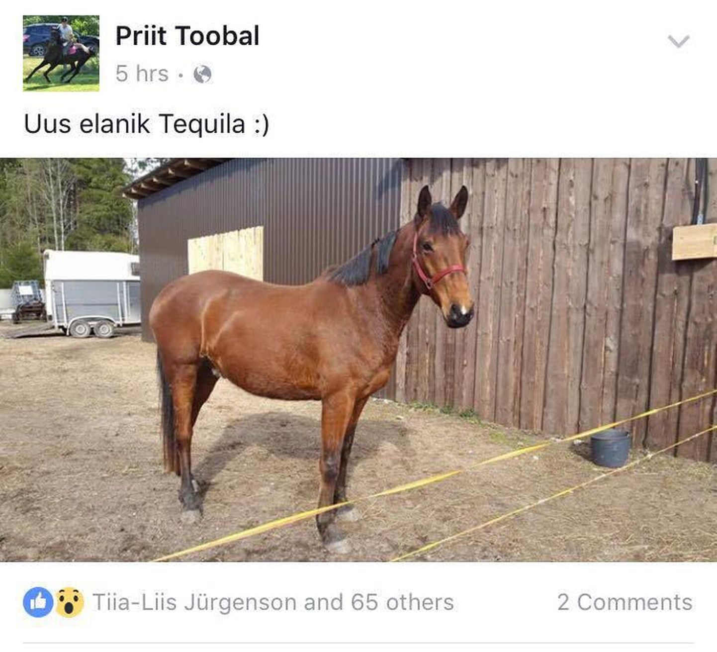 Priit Toobal pani oma hobusele huvitava nime, milleks on Tequila