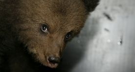 Медведь загнал в грузовики три тысячи финских солдат