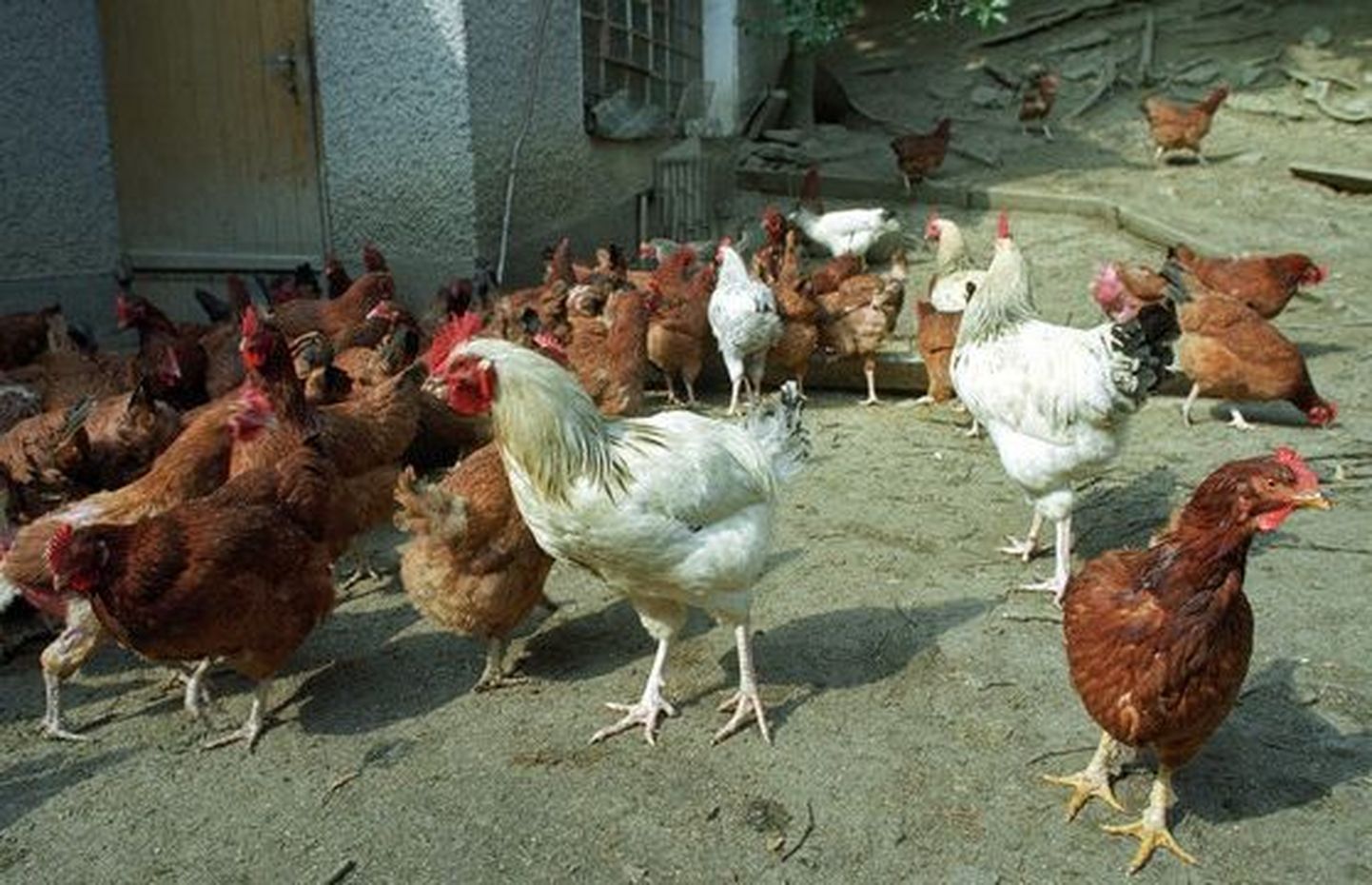 Kanakasvataja: kanade sees olevad munad lõhkevad