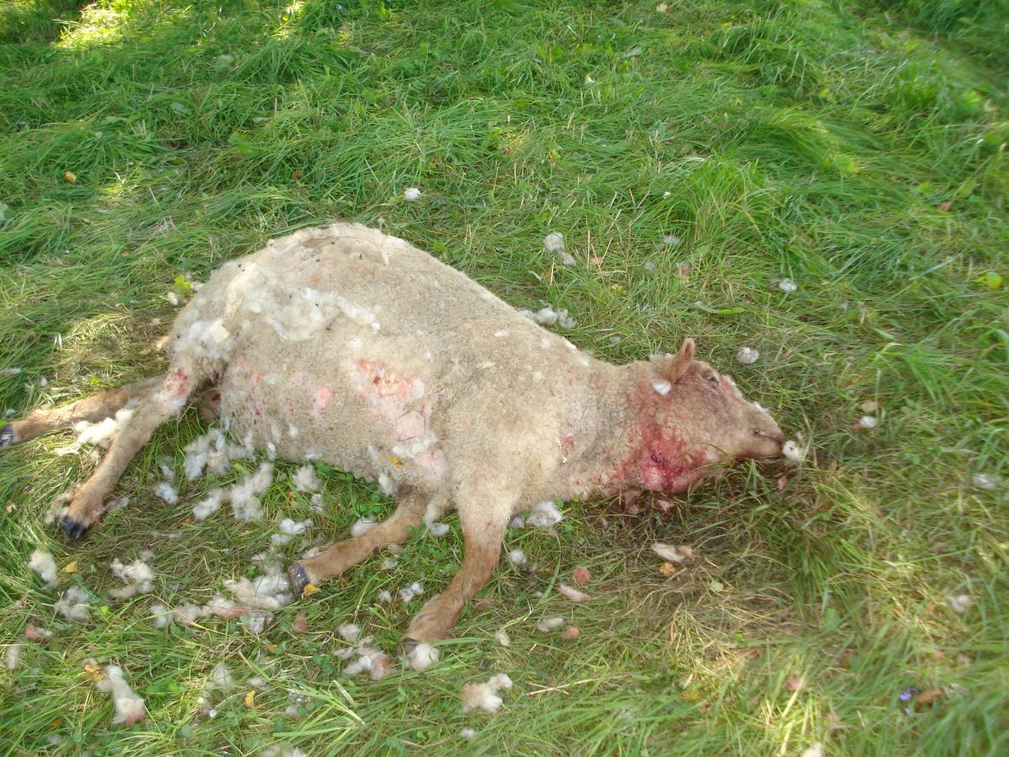 Ööl vastu laupäeva murti Viisu külas kolm lammast. Uurimine selgitab, kas tapatöö süüdlane on hunt või ilves.