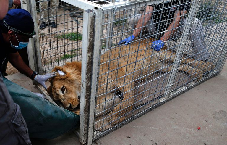 Lõvi Simba 28. märtsil. Foto: Ahmad Gharabli / AFP / Scanpix