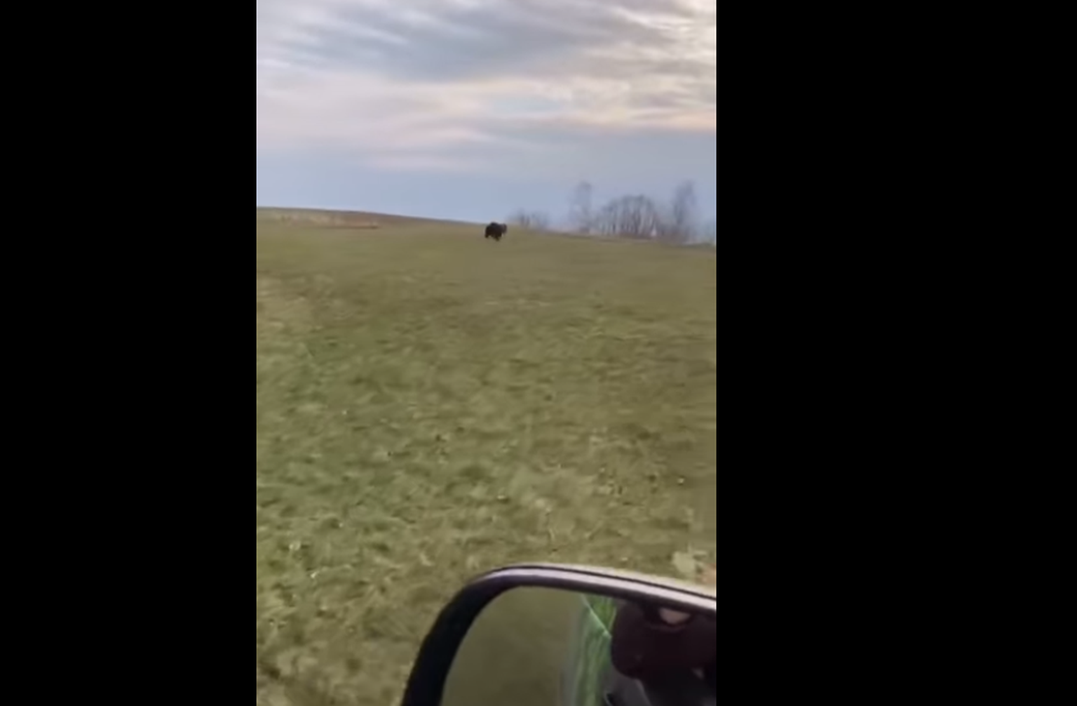 Медведь в Илукстском крае