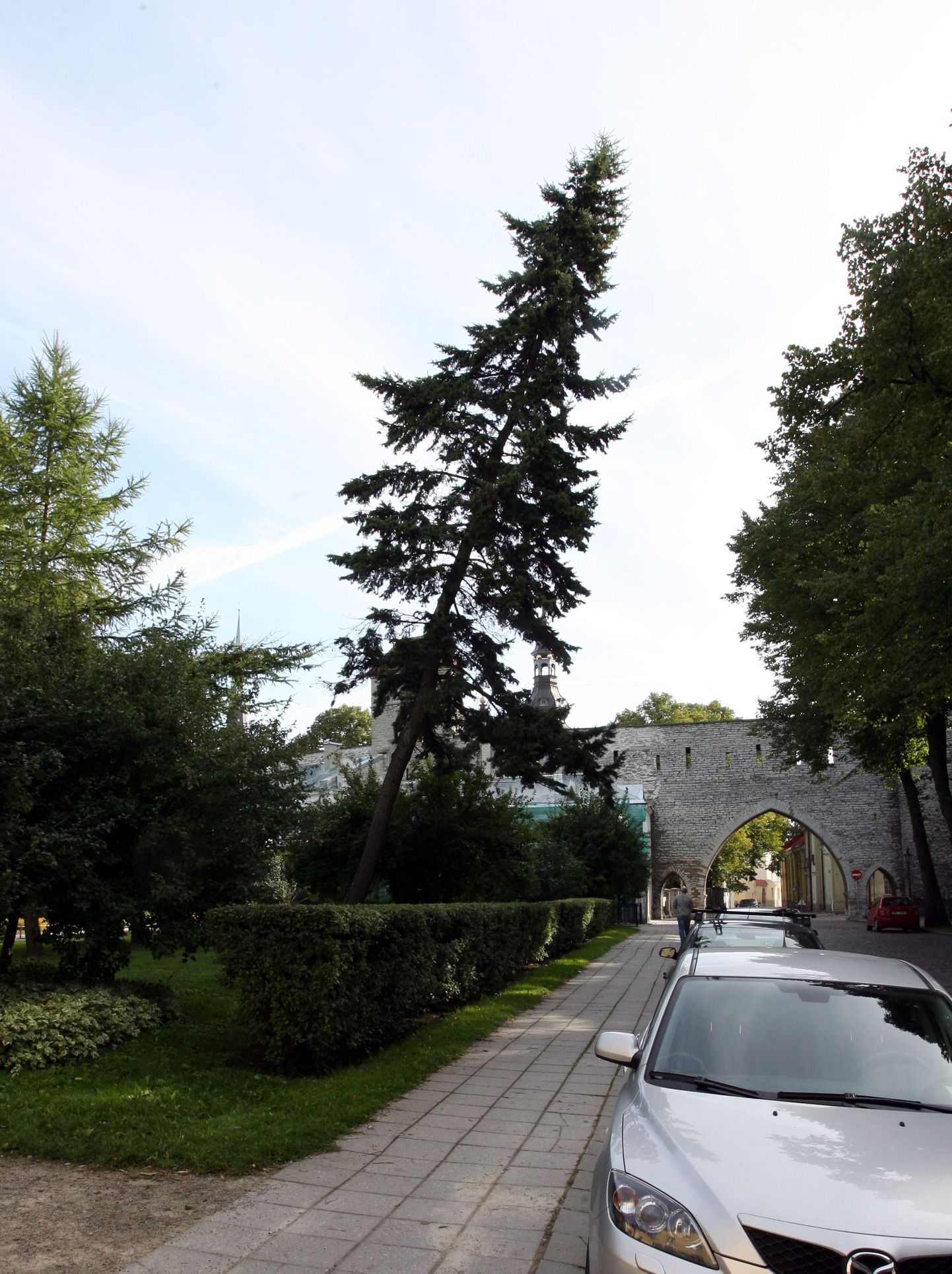 Накренившееся дерево на улице Суур-Клоостри.