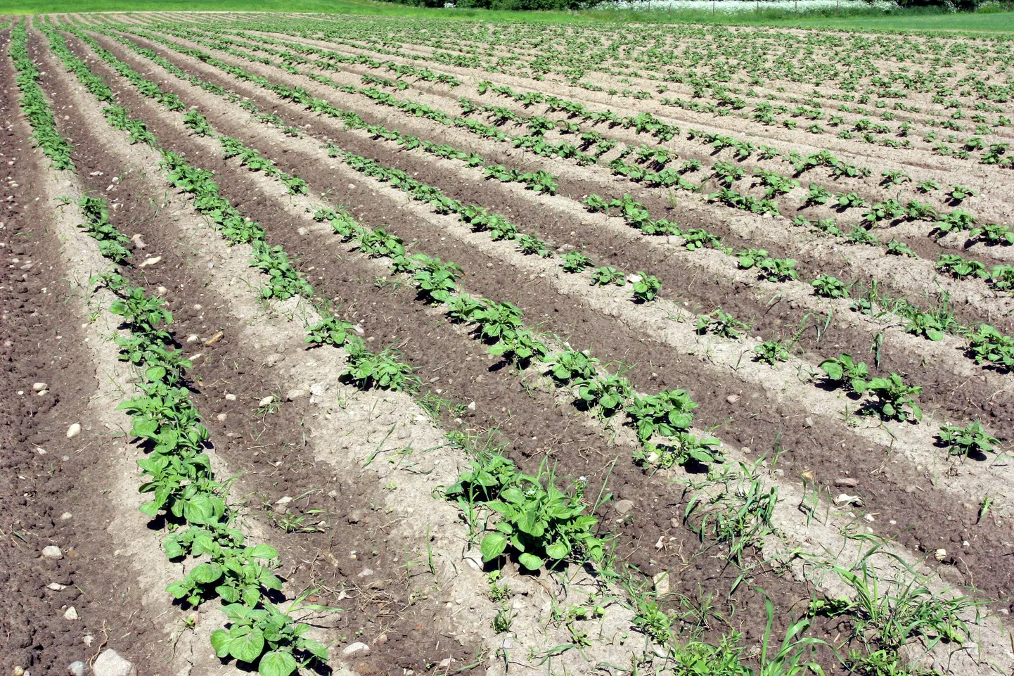 Vallale eraldatud maaüksustel saavad kortermajade elanukud köögivilja kasvatada. Pildil kartulipõld.