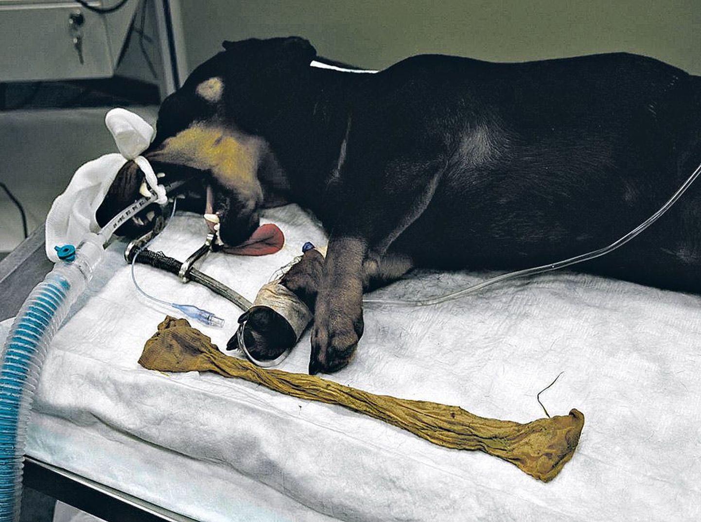 Selle põlviku said Eesti Maaülikooli loomaarstid patsiendi seest veel kätte suu kaudu, lõikust ei olnud vaja teha.