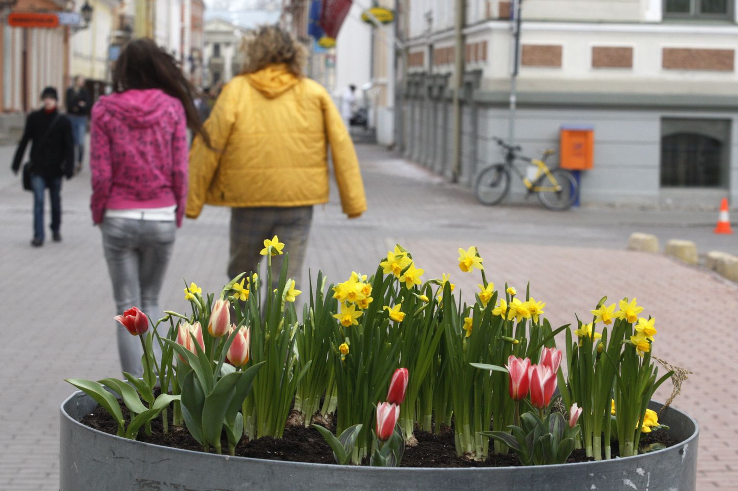 Цветы на улице Рюйтли в Тарту.