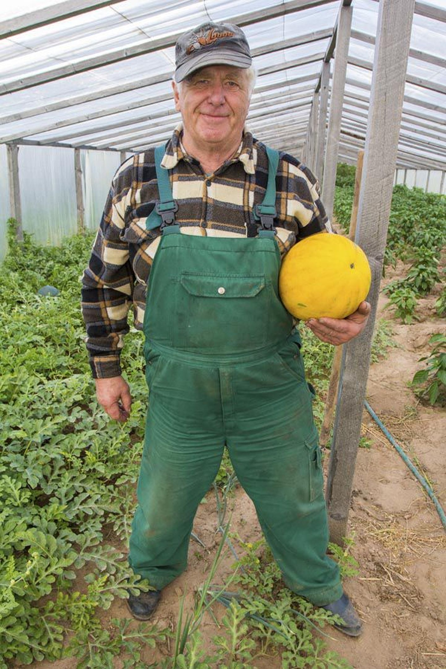 Peegi-Kuressaare talu kasvuhoonetes valmivad nii rohelised kui kollased arbuusid, mida peremees Endel Peek Viljandi turule müüki viib.