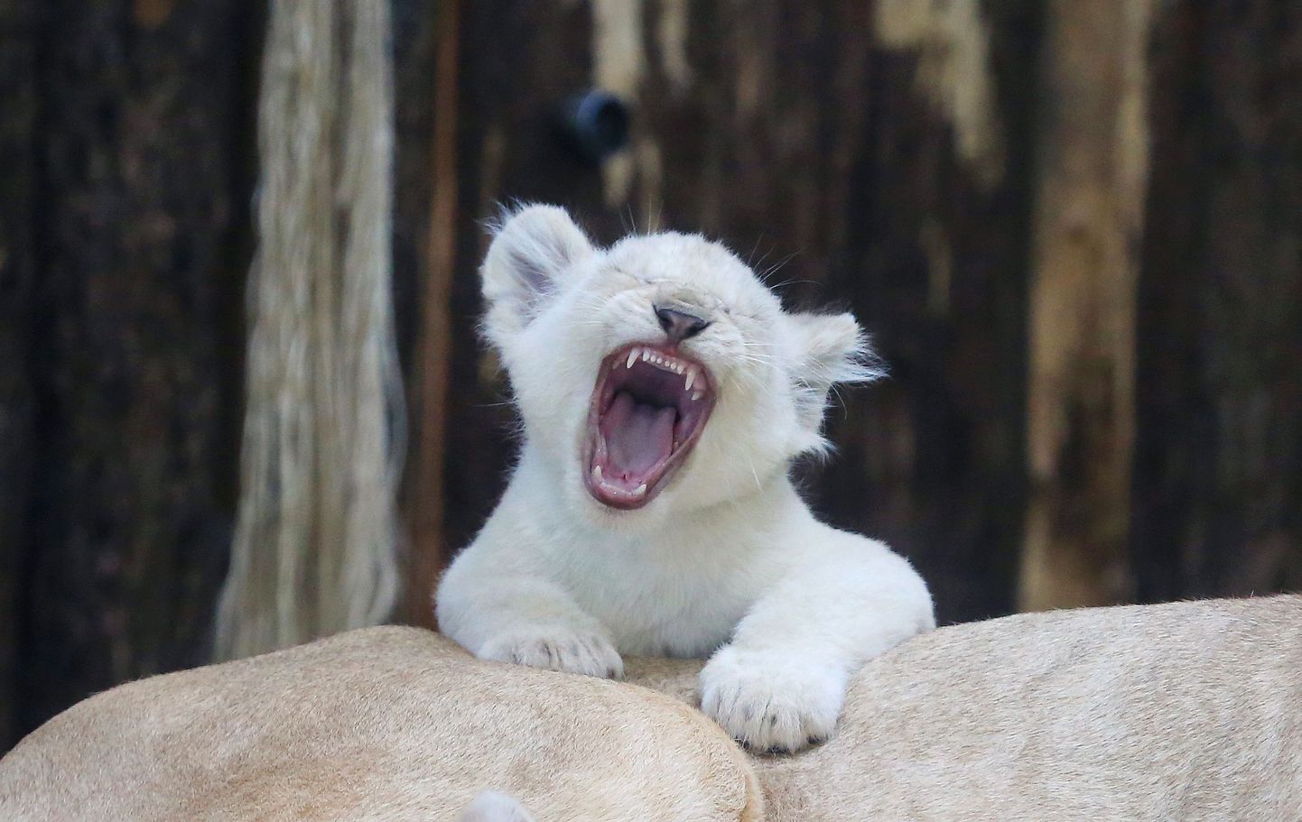 Üks Saksamaal asuva loomaaia neljast väiksest valgest lõvipojast.