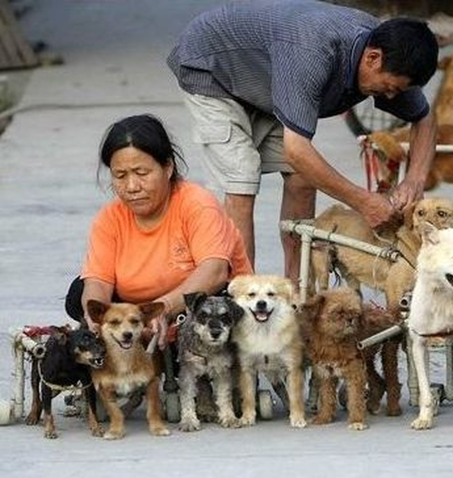Hiinas haigestusid koerad uude grippi