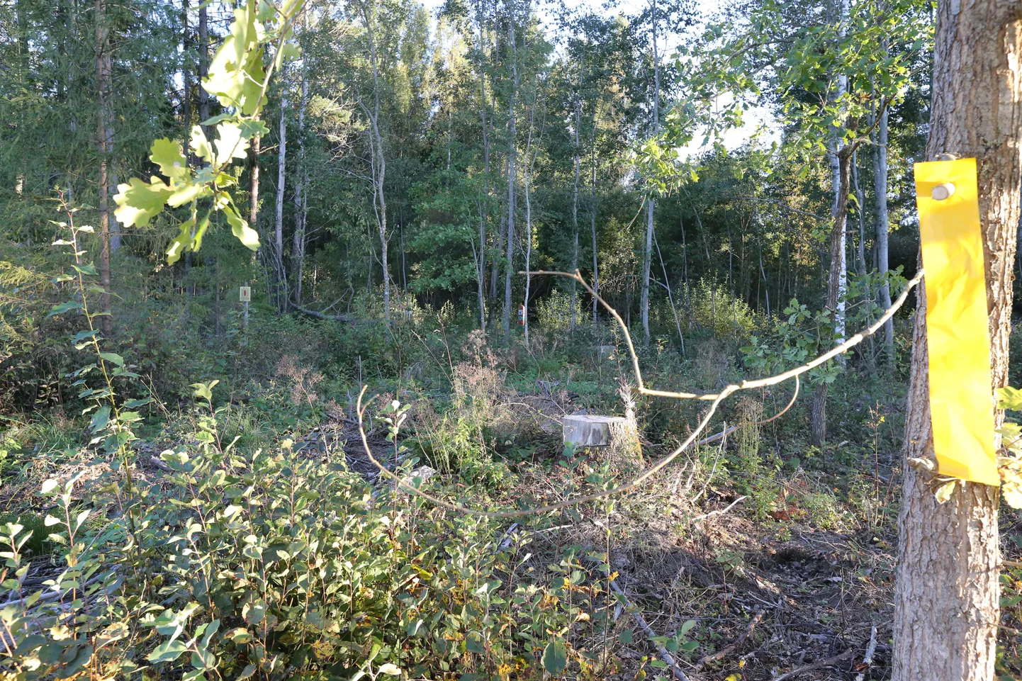 Koht Luhamaa piiripunkti läheduses, kus rööviti Eesti kaitsepolitseinik.