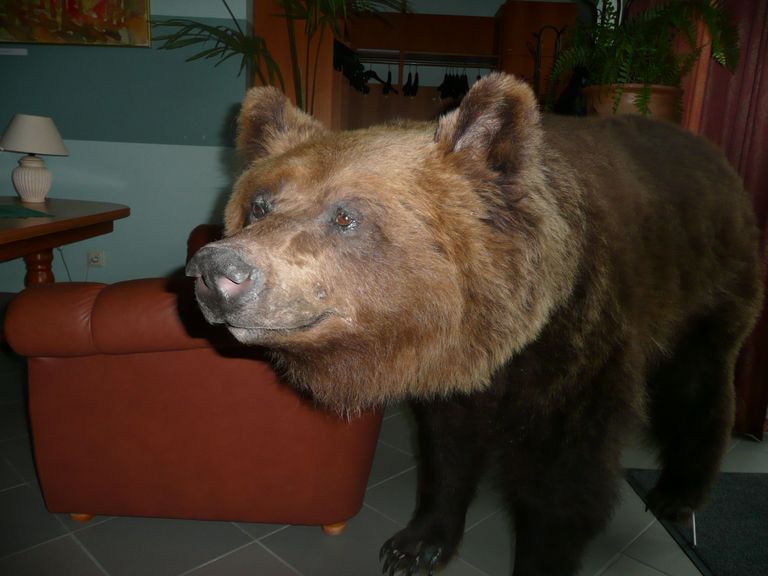 Foto: Sven Andreson. Foto on illustratiivne. Pildil on Valgamaa muuseumisse toodud karu topis. Karupeaga topis on kaasa võtnud võtnud aga ka hotellikülastajad. 