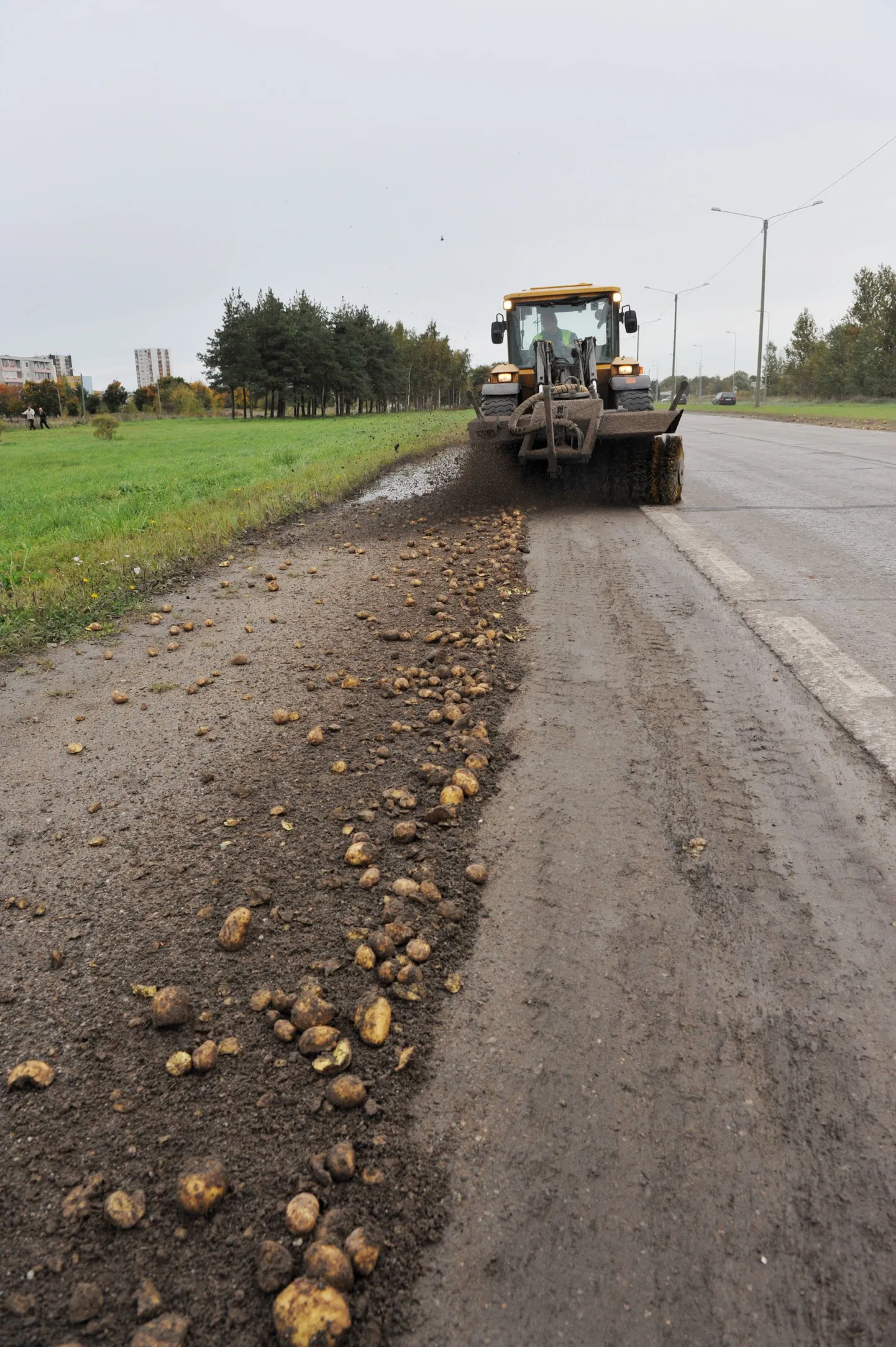 Täna lõuna ajal pudenes ilmselt mõne veoki koormast Peterburi teele suur hulk kartuleid.