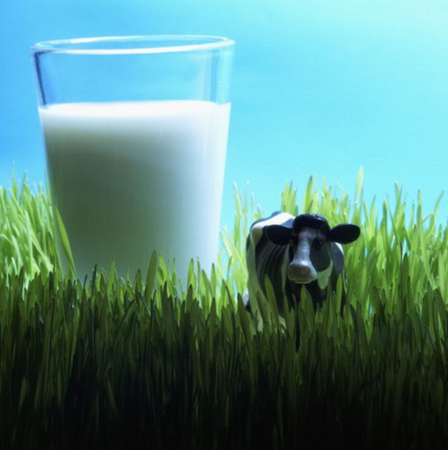 Klaas piima