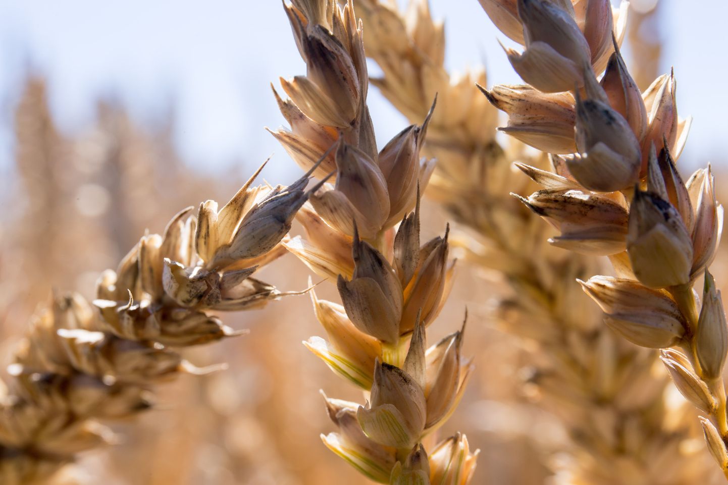 Nisupõld. Kui soomes saab nisutonni eest BNSi teatel 140 euro tonnist, siis Eestis saab põllumees 155 eurot.