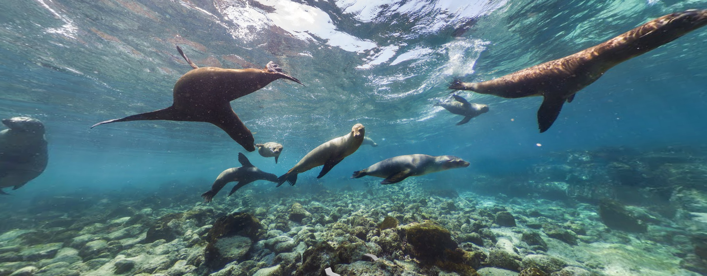 Google'i vaade Galapagose veealusesse maailma.