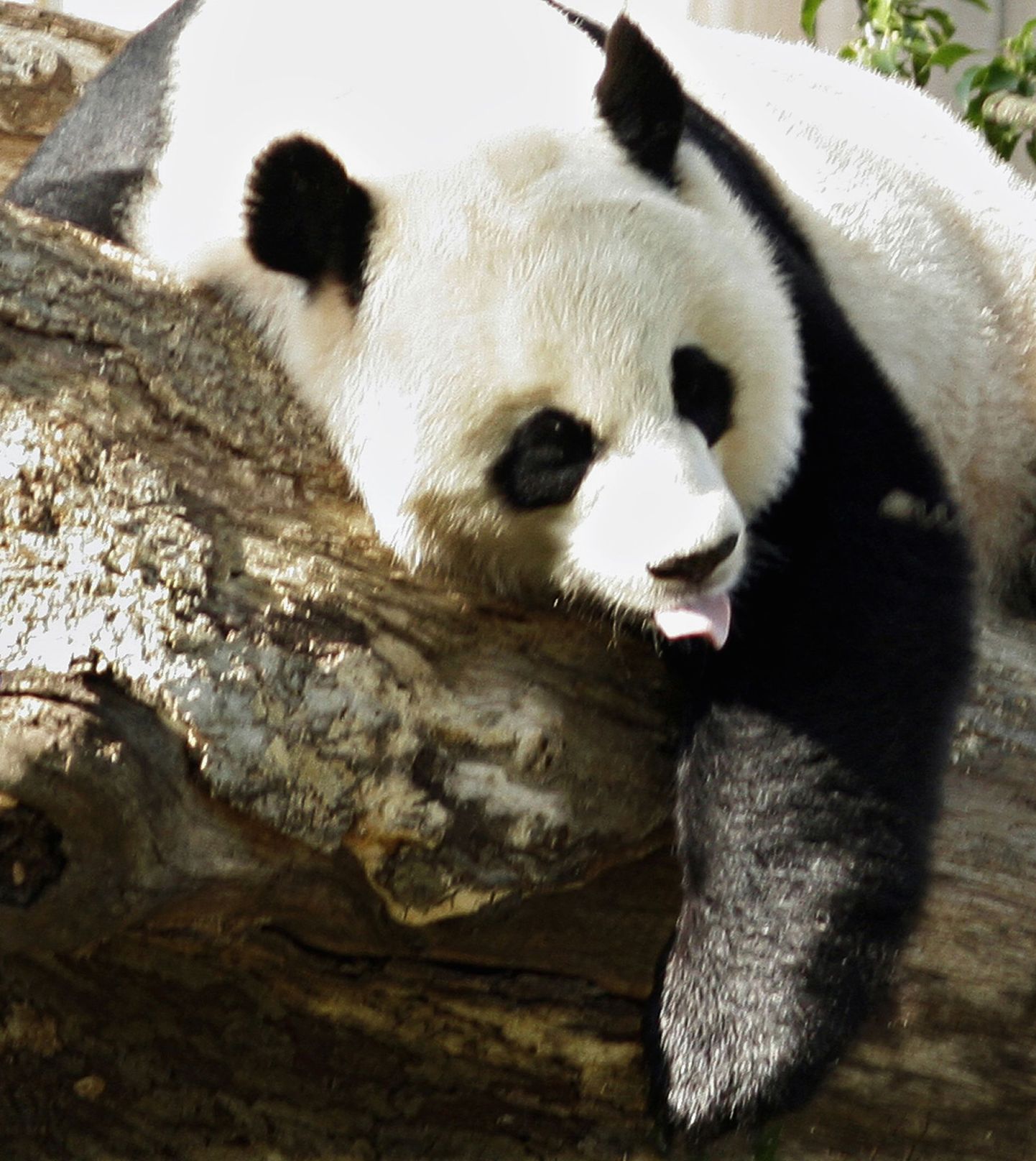 Pandade arvu suurenemist takistab ka nende üliharv paaritumine.