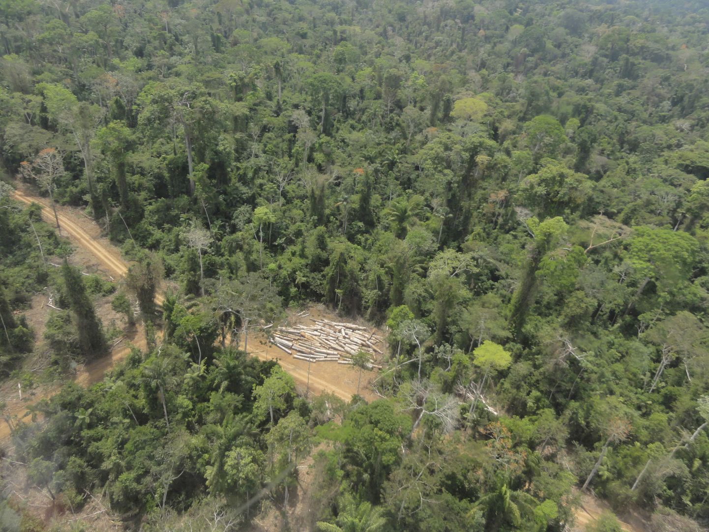 Palkide virn Amazonase vihmametsas on illegaalse raie tulemus. Foto pärineb keskkonnapolitsei (IBAMA) andmebaasist.