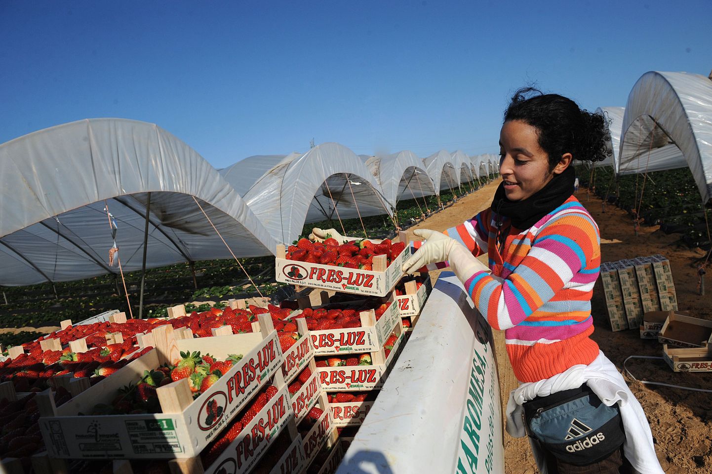 Hispaanias Huelva lähistel asuvates maasikaistandustes saab tööd kümneid tuhandeid naissoost võõrtöölisi. Hispaania ajalehe väitel langevad nad tihti seksuaalse ahistamise ohvriks.