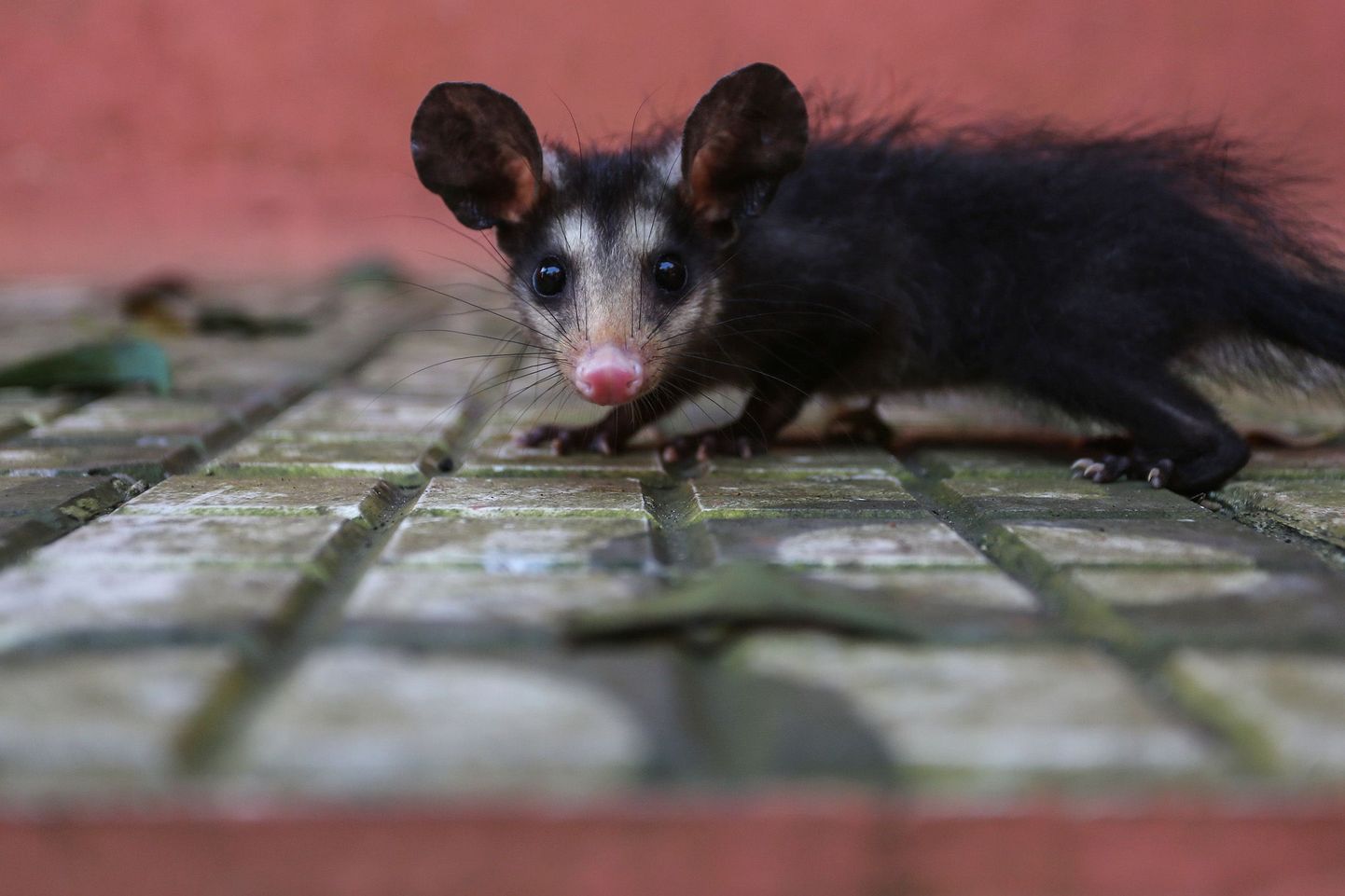 Väike opossum.
