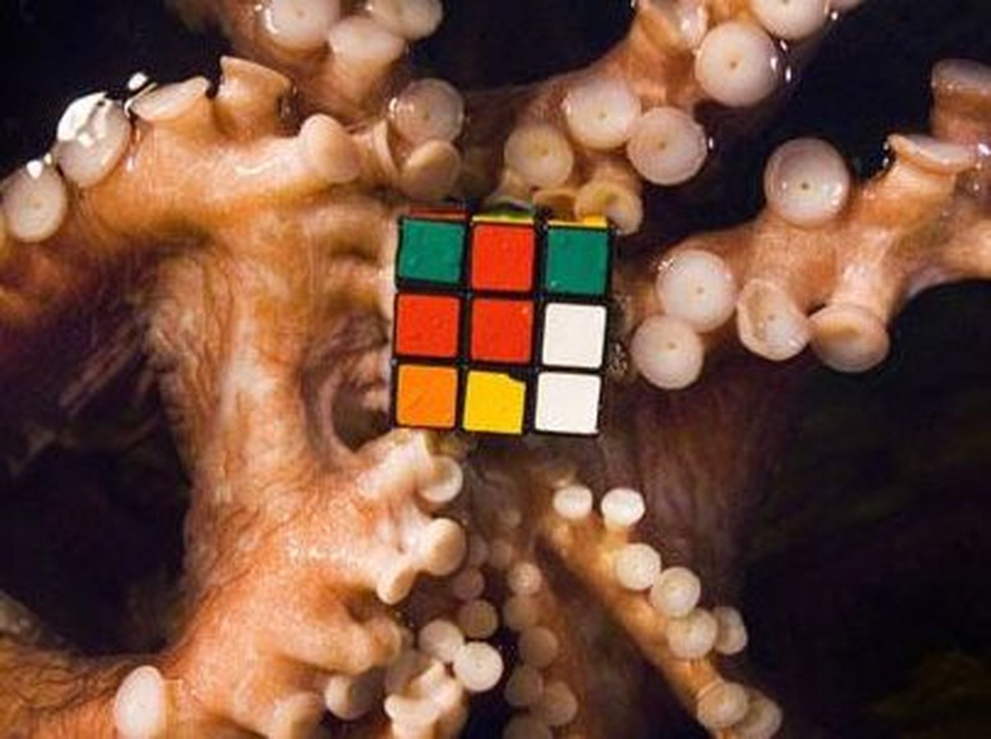Kaheksajalad said Rubiku kuubikud