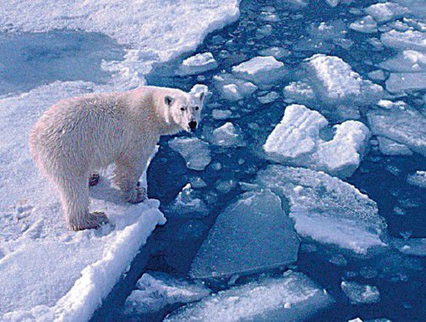 Arktika jää all peituvad hiiglaslikud gaasi- ja naftavarud.