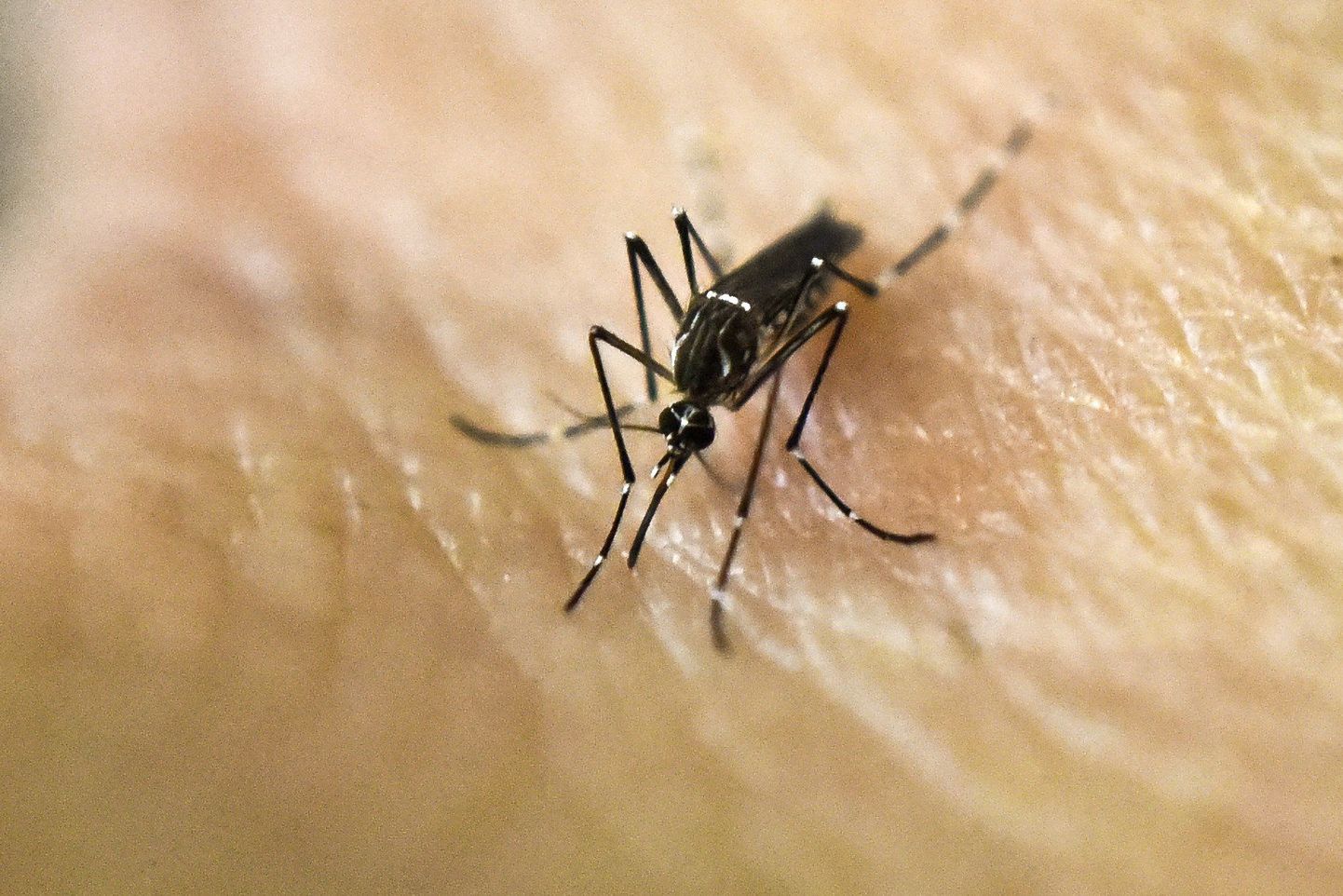 Sääskede kaudu levivasse dengue palavikku nakatub igal aastal üle 400 000 inimese.