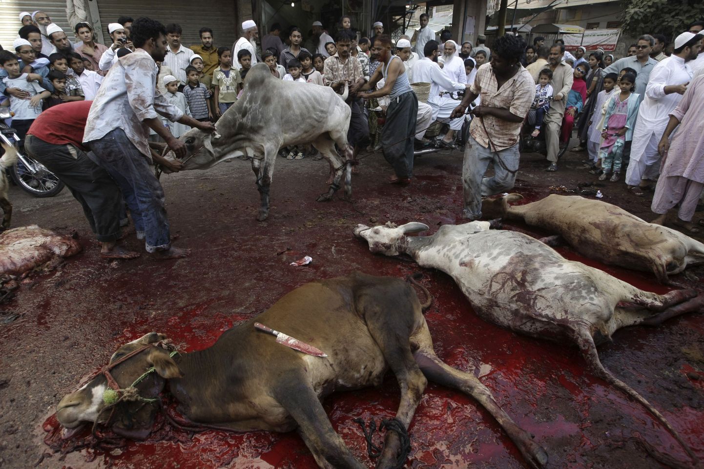Lehm tappis oma ohverdaja rituaali käigus